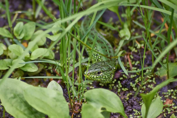 Grüne Eidechse aus trockenem Gras. — Stockfoto