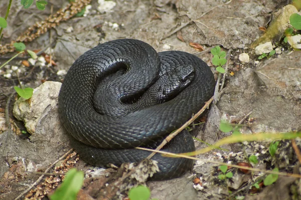Serpent venimeux vipère de la forêt noire . — Photo