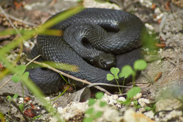 Giftige slang Zwarte Woud viper. — Stockfoto