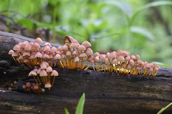 Cogumelos na floresta. — Fotografia de Stock