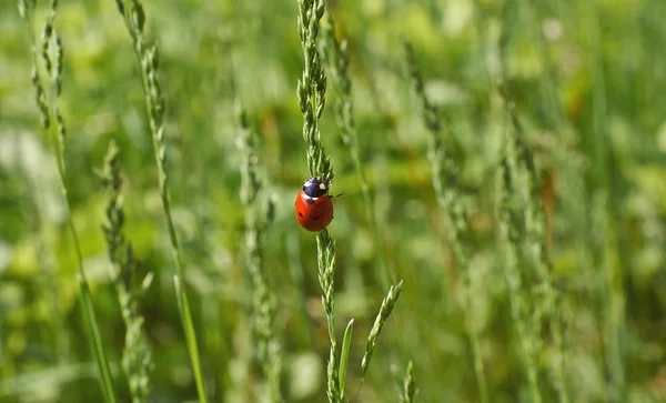 Coccinella al pascolo su foglia verde . — Foto Stock