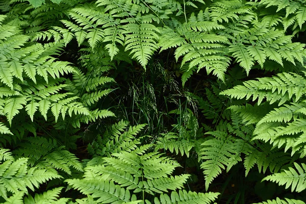 Unga skott av ormbunke i en skog glade. — Stockfoto