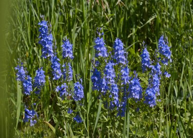 Veronica longifolia. Mavi çiçekler veronica.