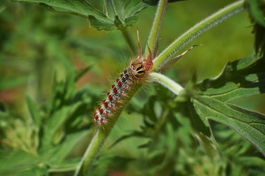 Obur caterpillar üzerindeki yaprak.