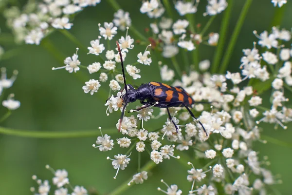 Käfer ernähren sich von Blütenpollen. — Stockfoto