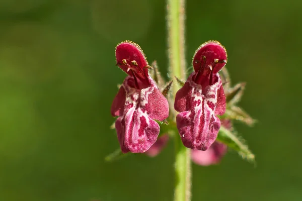 Çiçekler Stachys selvatika portre. — Stok fotoğraf