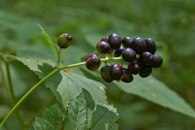 Nadir bitki Actaea spicata.