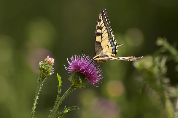 Schmetterling ernährt sich von Blumen. — Stockfoto