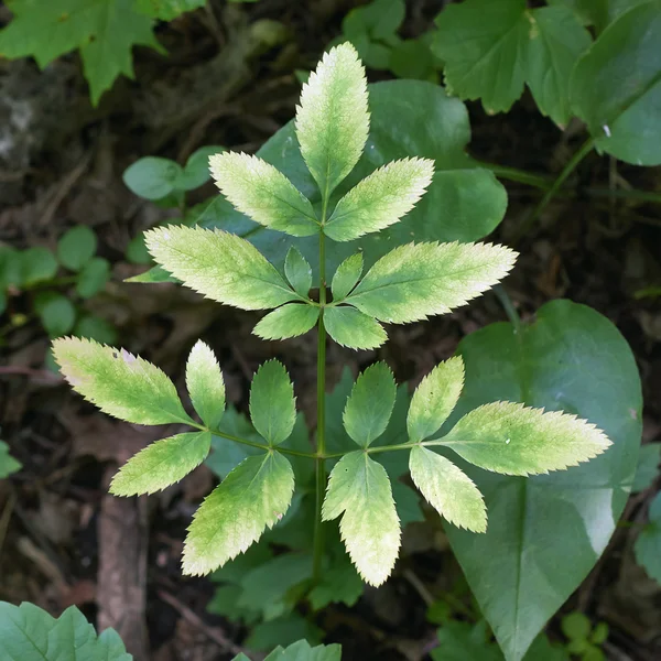 Leaves from Aegopodium podagraria. — Stock Photo, Image