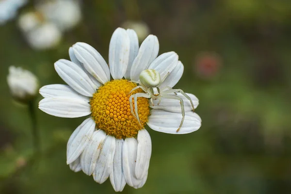 Spider on flower hunts flying insects. — Stock Photo, Image