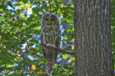 Ağaç içinde ağaç dalları üzerinde baykuş.