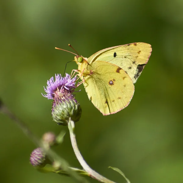 Motýl na divoká květina. — Stock fotografie