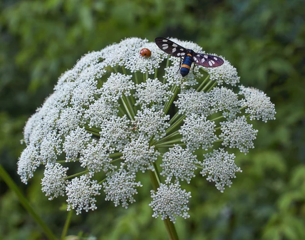 カモミールの花の花粉でのバグ. — ストック写真