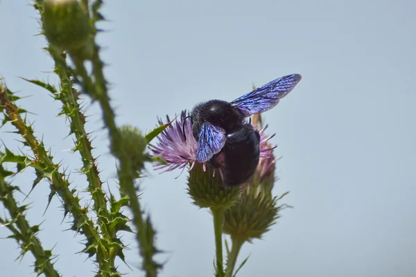 Плотниковая пчела на цветке василька . — стоковое фото