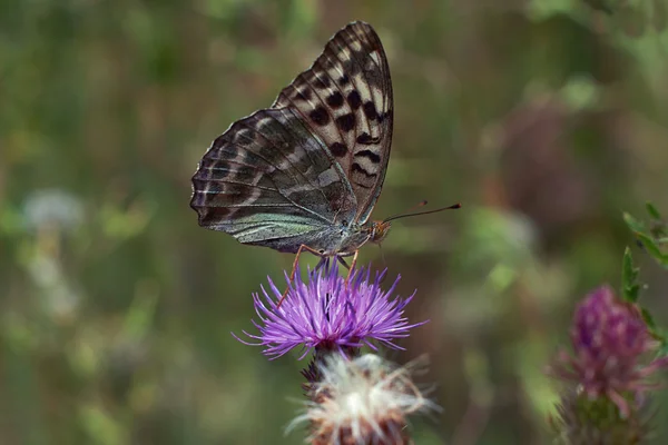 Vlinder op een bloem. — Stockfoto