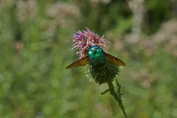 花の花粉を餌に甲虫コガネムシ. — ストック写真