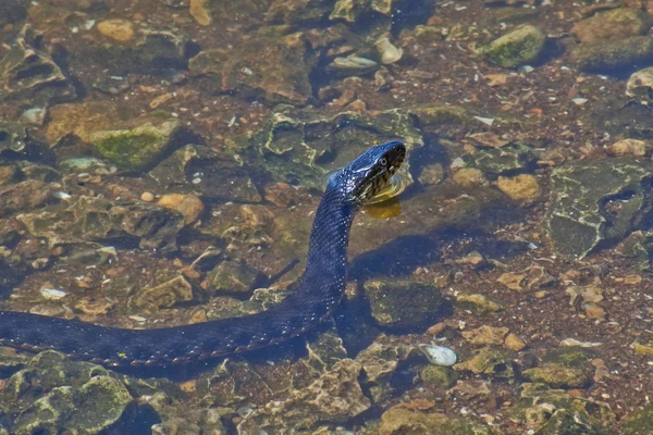 Agua oh. Serpiente no venenosa en el río . — Foto de Stock