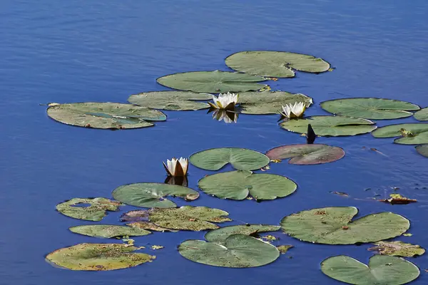 The water lily on the lake. Numphaea candida. — Stock Photo, Image