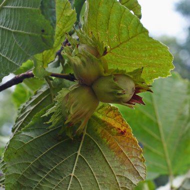 Olgun meyve üzerinde orman hazel. Corilus avellana.