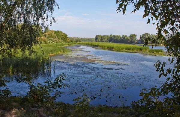 Forest lake begroeid met riet. — Stockfoto