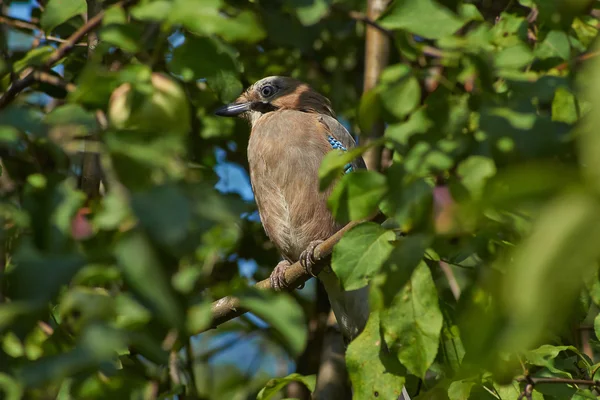 Jay na větev stromu v zahradě. — Stock fotografie