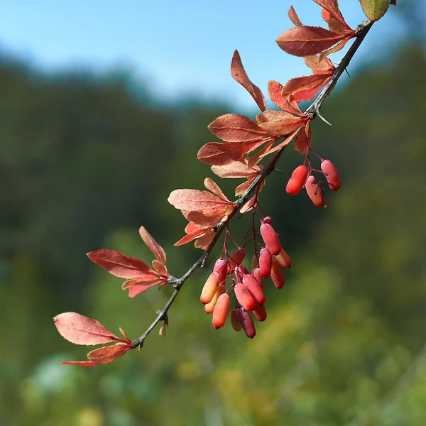 Berberis의 vulgaris 매 발톱 나무 덤 불에 잘 익은 열매. — 스톡 사진