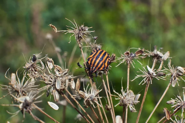 乾いた草のストライプ カブトムシ. — ストック写真