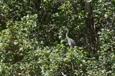 Bir ağacın dalları üzerinde Heron.