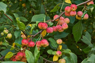 elma ağacı dalı olgunlaşmış meyve ile.