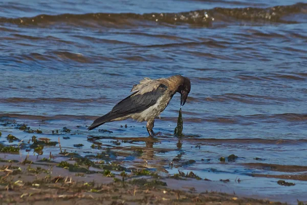 Kråka på stranden av floden. — Stockfoto