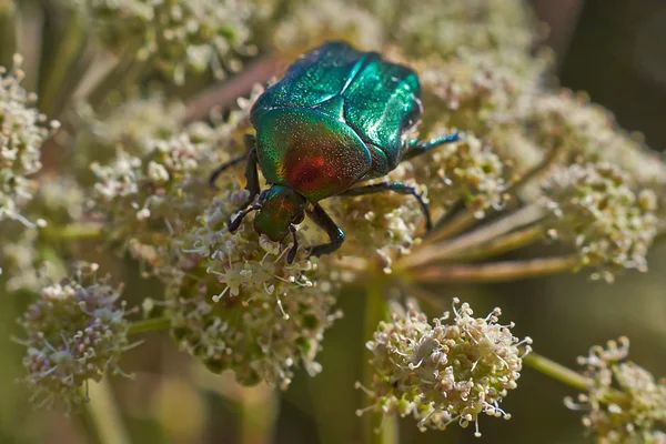 Chafer beetles. — Stock Photo, Image