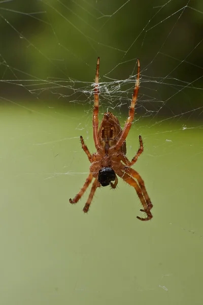 Krzyż tee pająk w sieci . — Zdjęcie stockowe