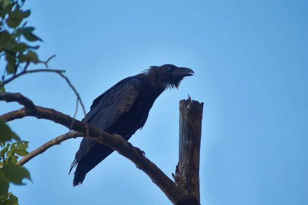 Corbeaux noirs . — Photo