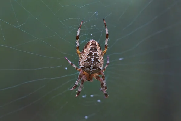 Cruz tee aranha em sua rede  . — Fotografia de Stock