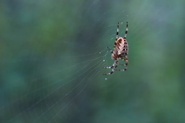 Cross tee spider in its network. — Stock Photo, Image