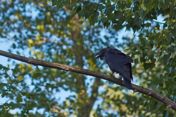 Cuervos negros . Fotos de stock