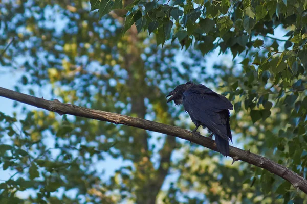 Schwarze Krähen. Stockfoto