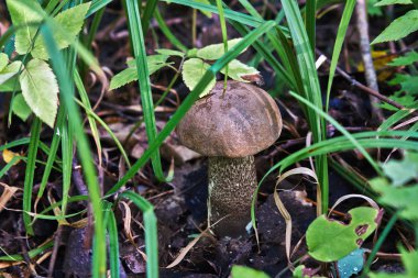 Çörek - yenilebilir mantar.