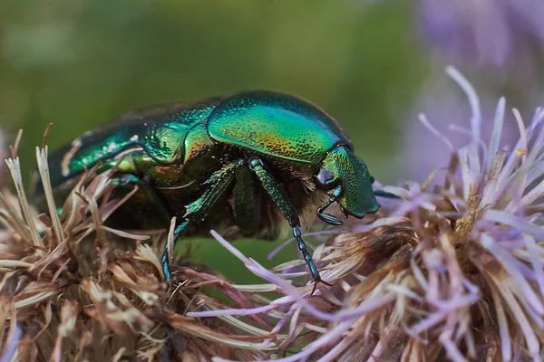 Escarabajo chaflán en una flor . —  Fotos de Stock