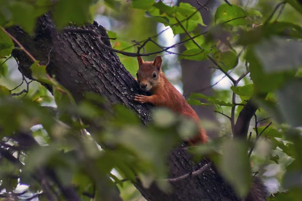 Wiewiórka w letnim lesie. — Zdjęcie stockowe