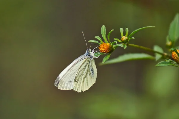 Vlinder aan een wild-flower. — Stockfoto