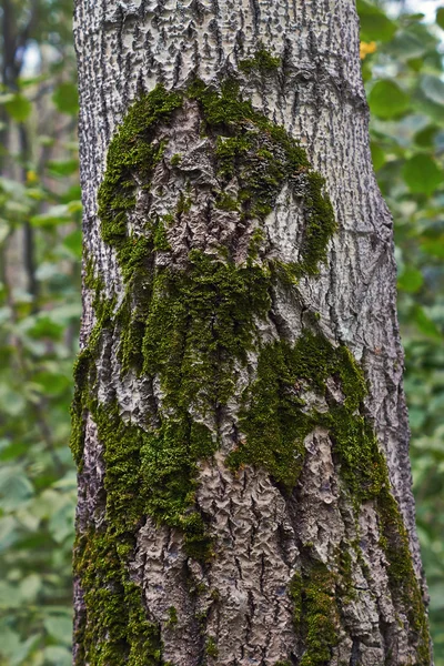 Moss on the trunk of aspen . — Stock Photo, Image