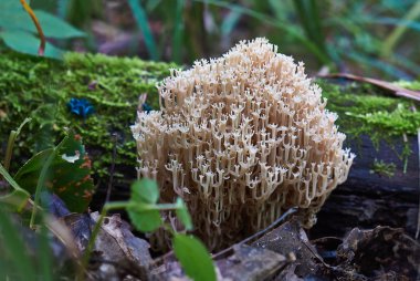 Ormandaki ağaç gövdesindeki mantarlar..