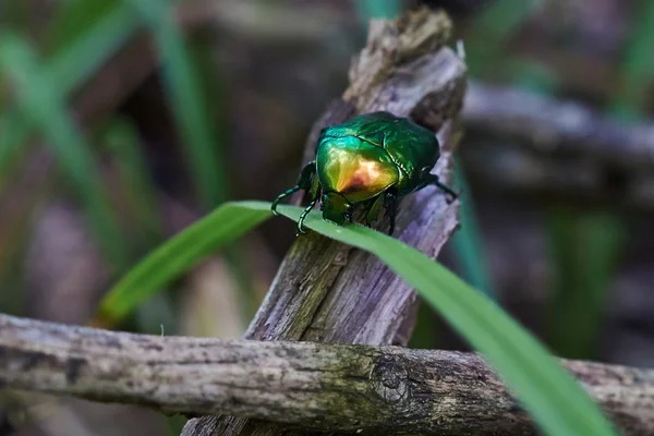 Chafer beetle eating pollen . — Stock Photo, Image