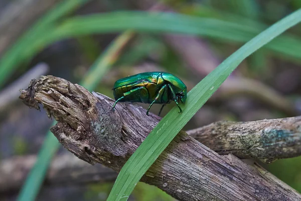 Escarabajo chaflán comiendo polen  . —  Fotos de Stock