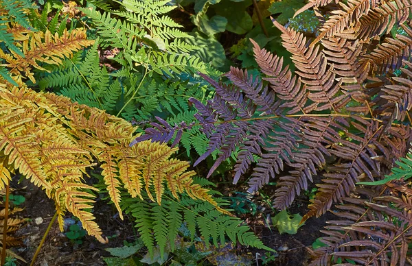 Athyrium filix-femina en el bosque . —  Fotos de Stock