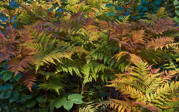 Athyrium filix-femina no outono  . — Fotografia de Stock