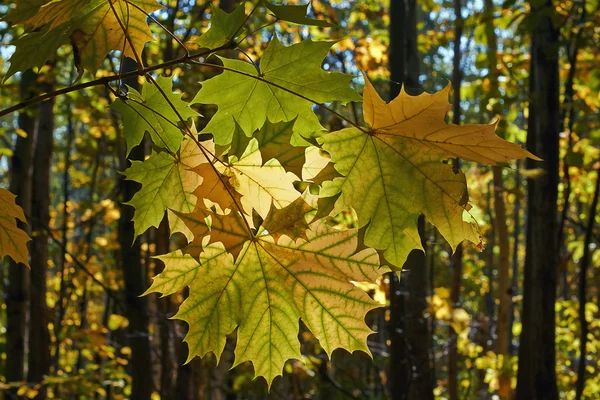 Feuilles d'érable dans la forêt d'automne . — Photo