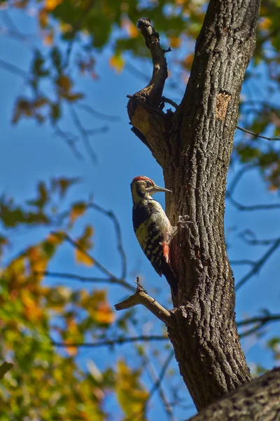 Gran pájaro carpintero manchado . — Foto de Stock