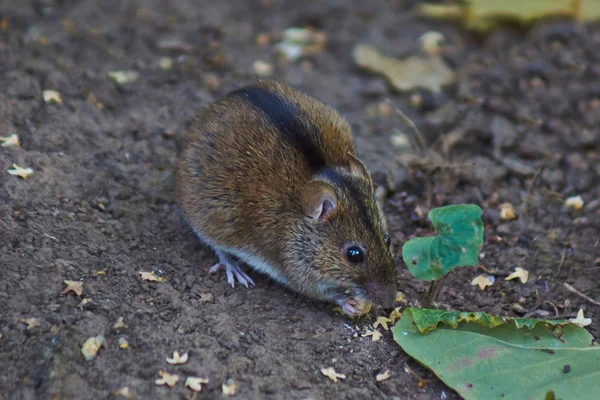 Wild forest hamster . — Stok fotoğraf